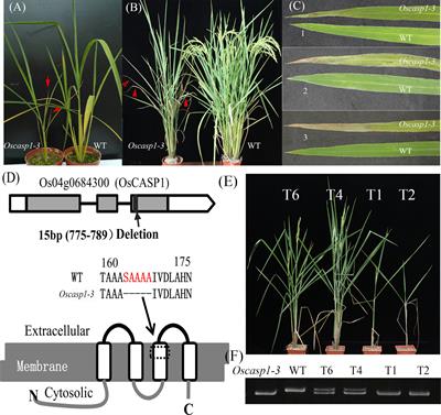 Rice OsCASP1 orchestrates Casparian strip formation and suberin deposition in small lateral roots to maintain nutrient homeostasis